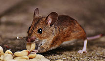 24 Hour & Emergency Exterminators in Conshohocken, PA